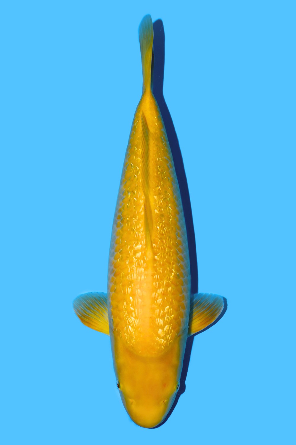 Best In Size E 41 - 45 cm