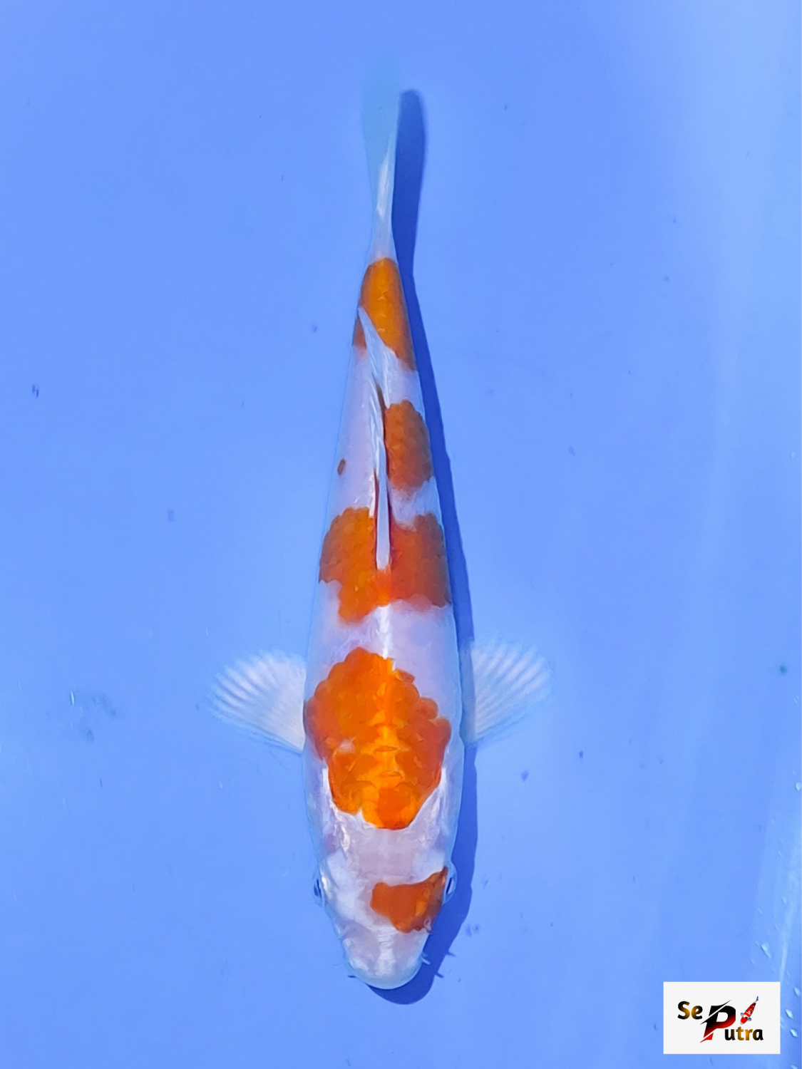 Juara 2