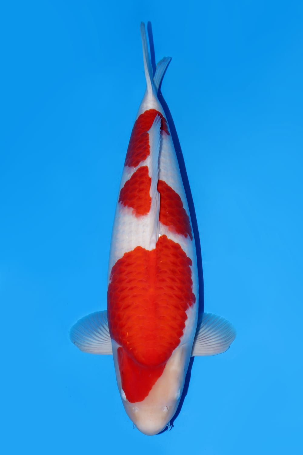 Juara 1