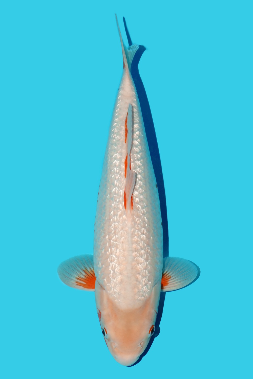 Juara 4