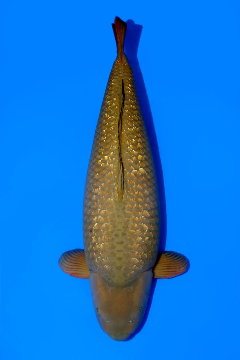 Juara 1