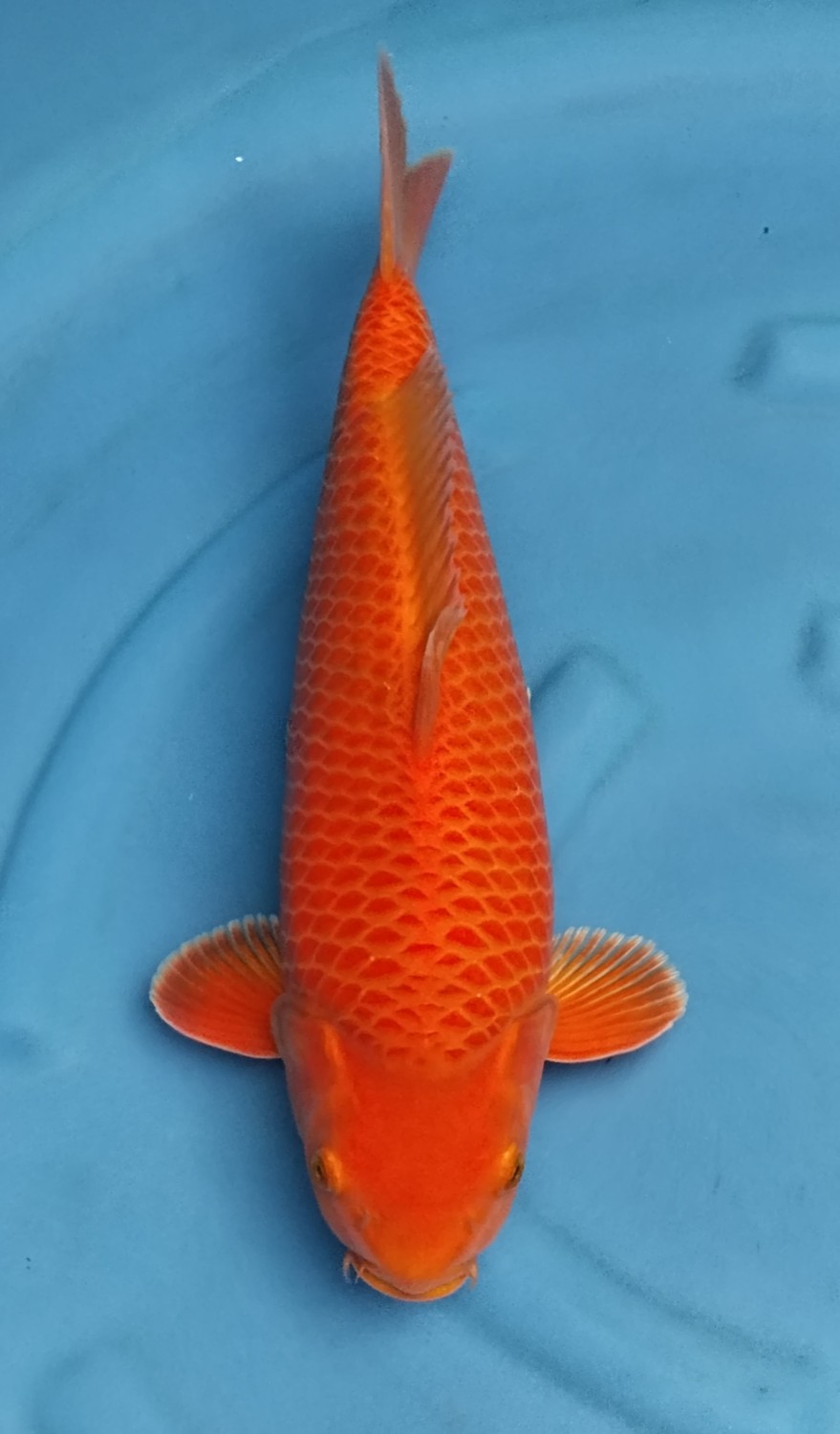 Juara 2