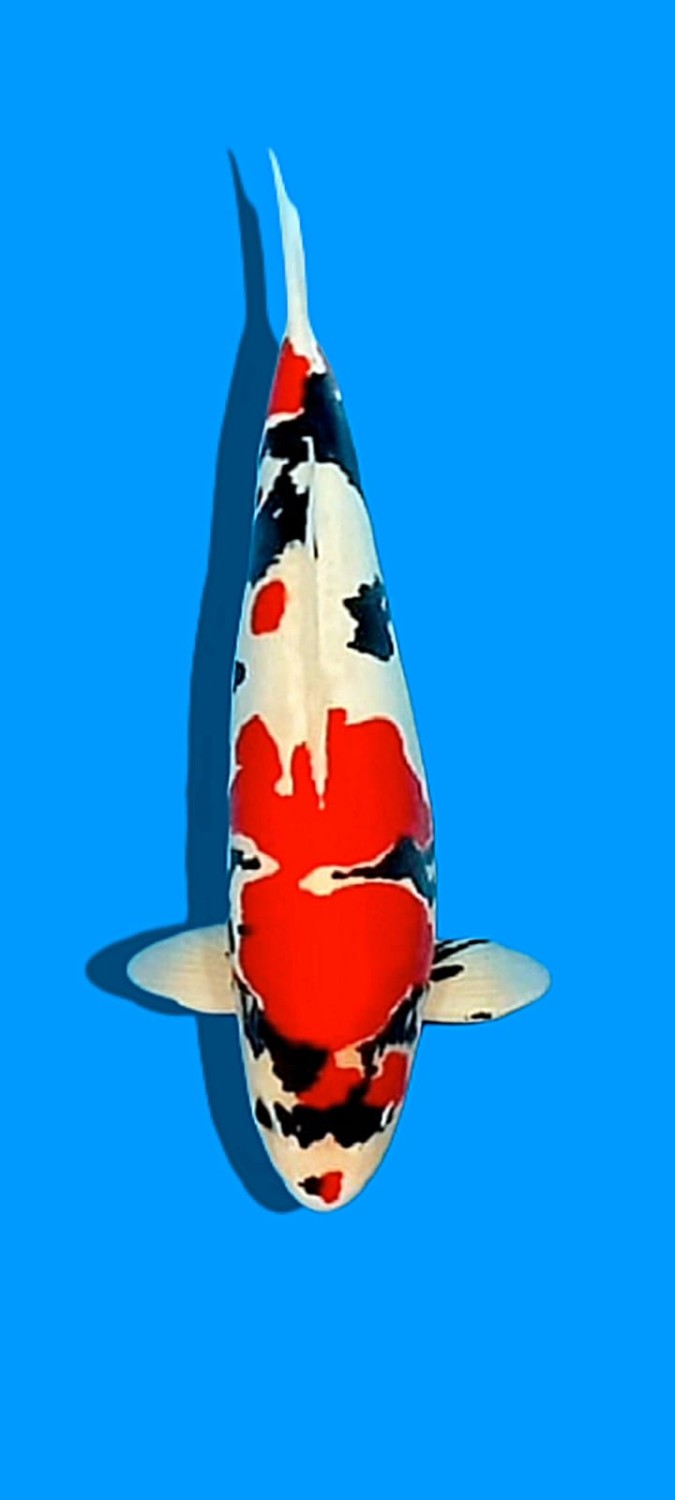Juara 1
