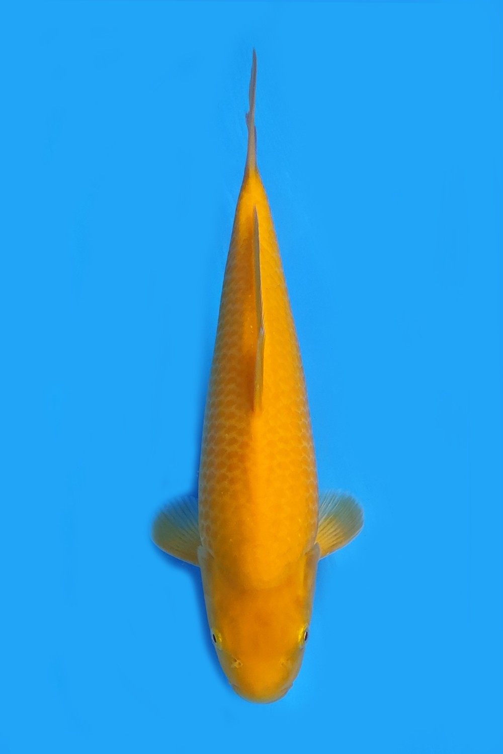Juara 1