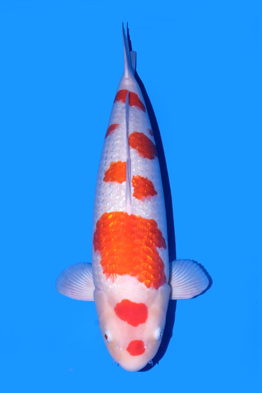 Juara 2