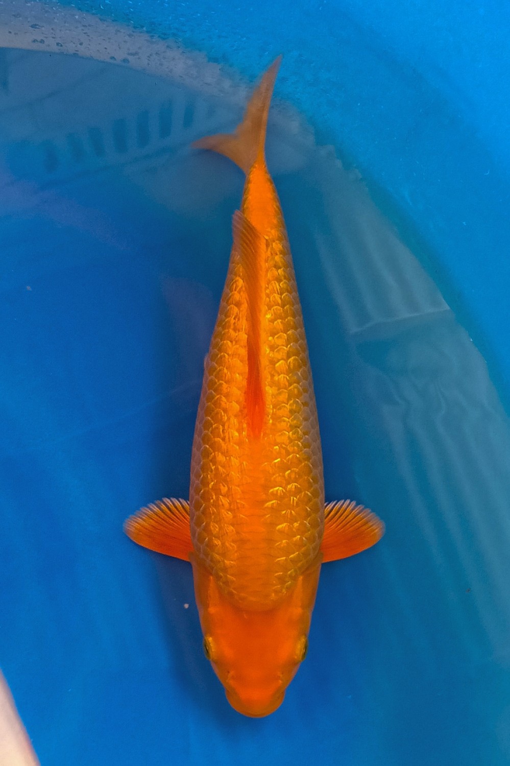 Juara 3