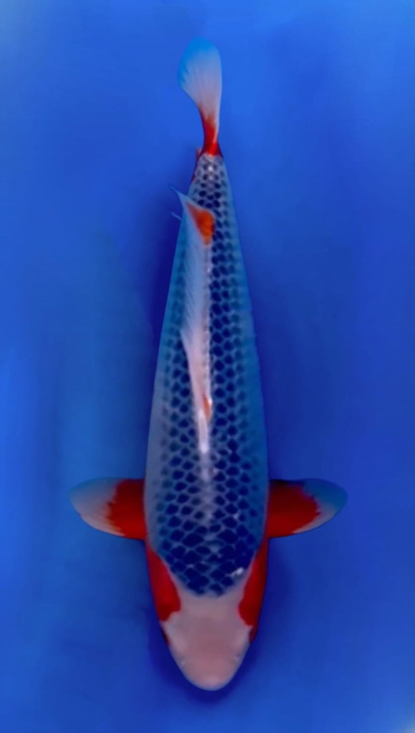 Juara 1