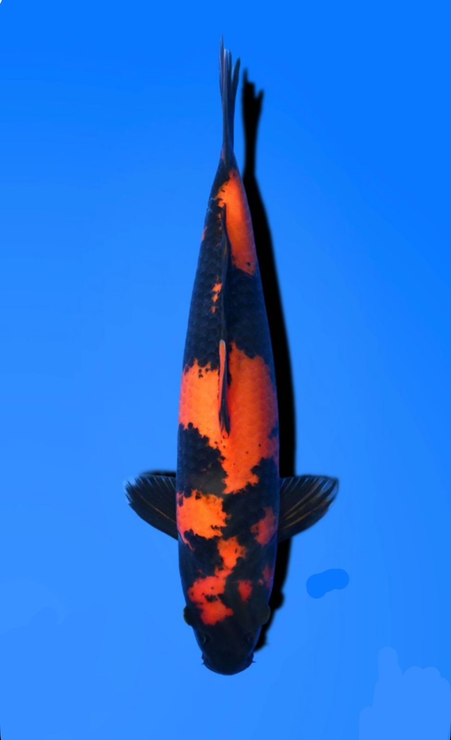 Juara 1
