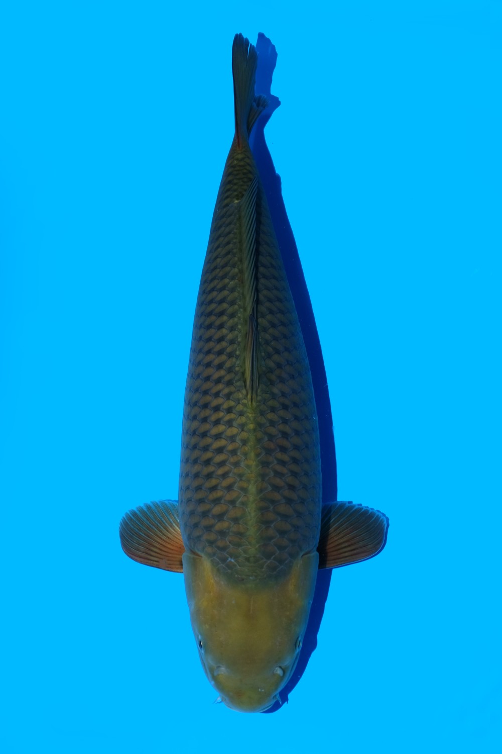 Juara 1