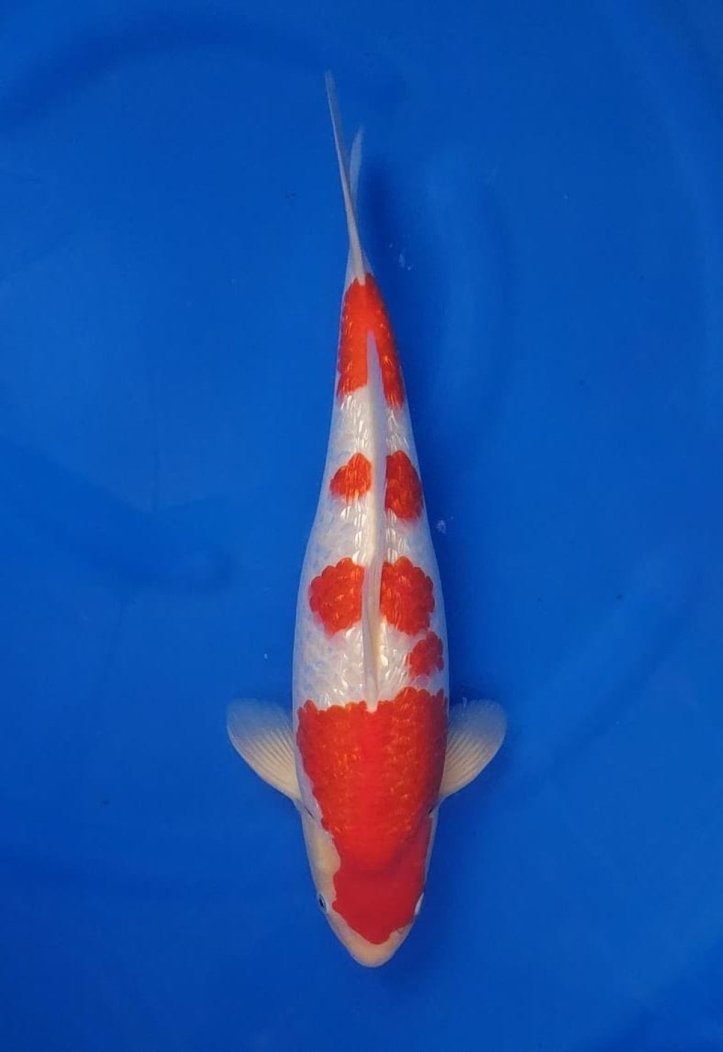 Juara 1