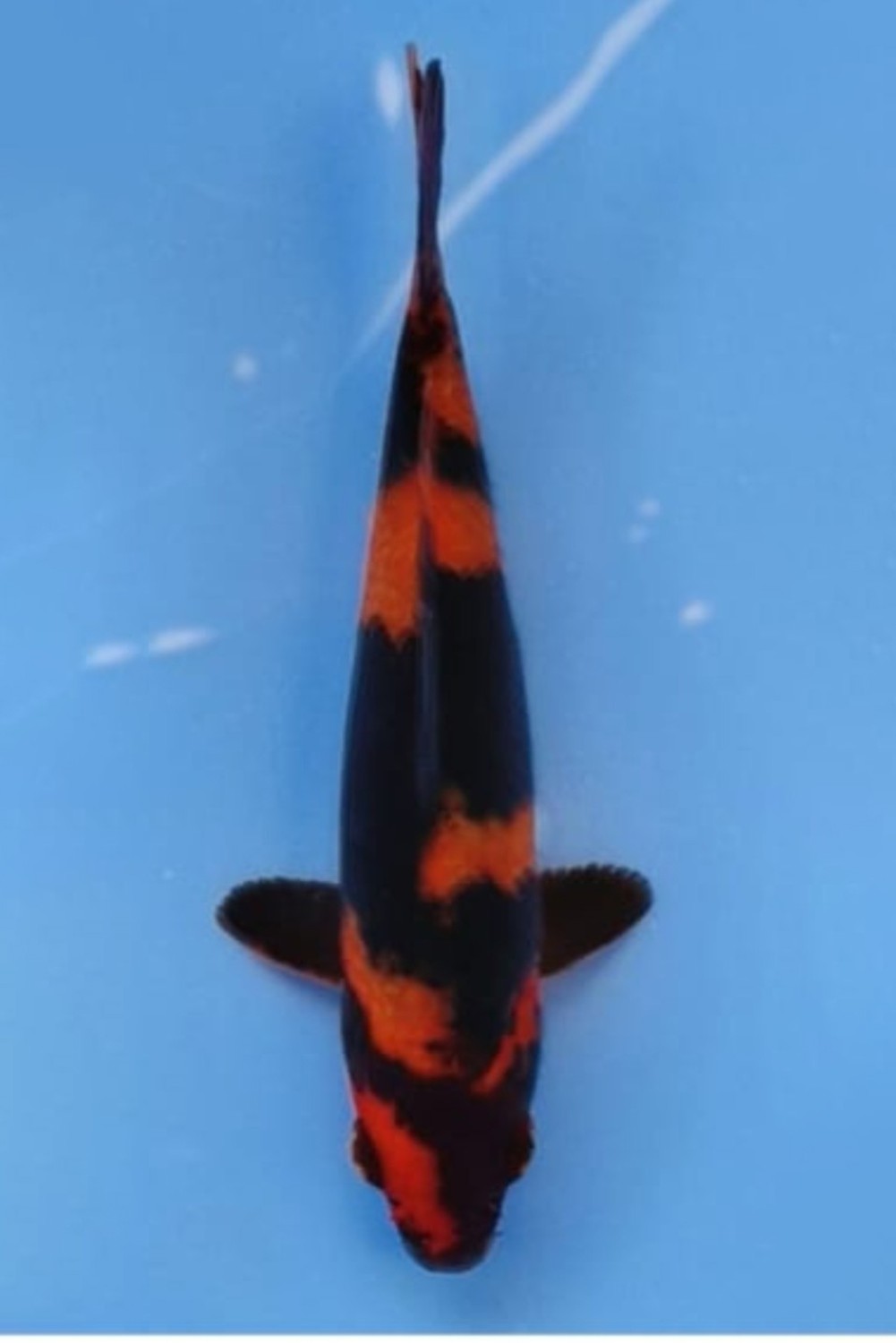 Juara 1
