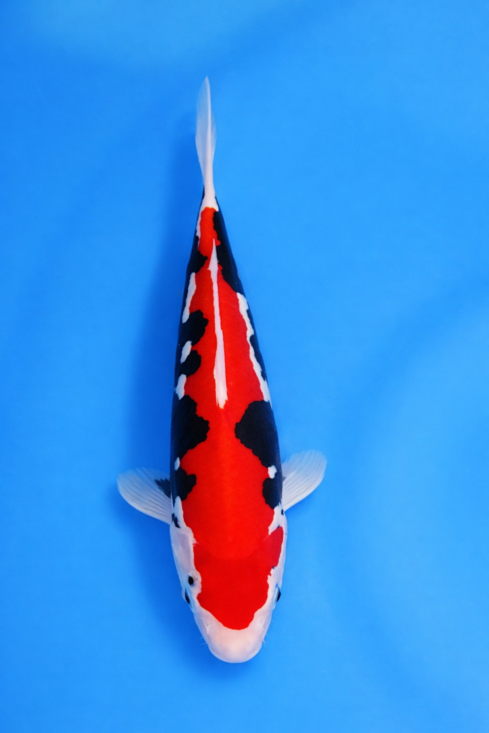 Juara 2