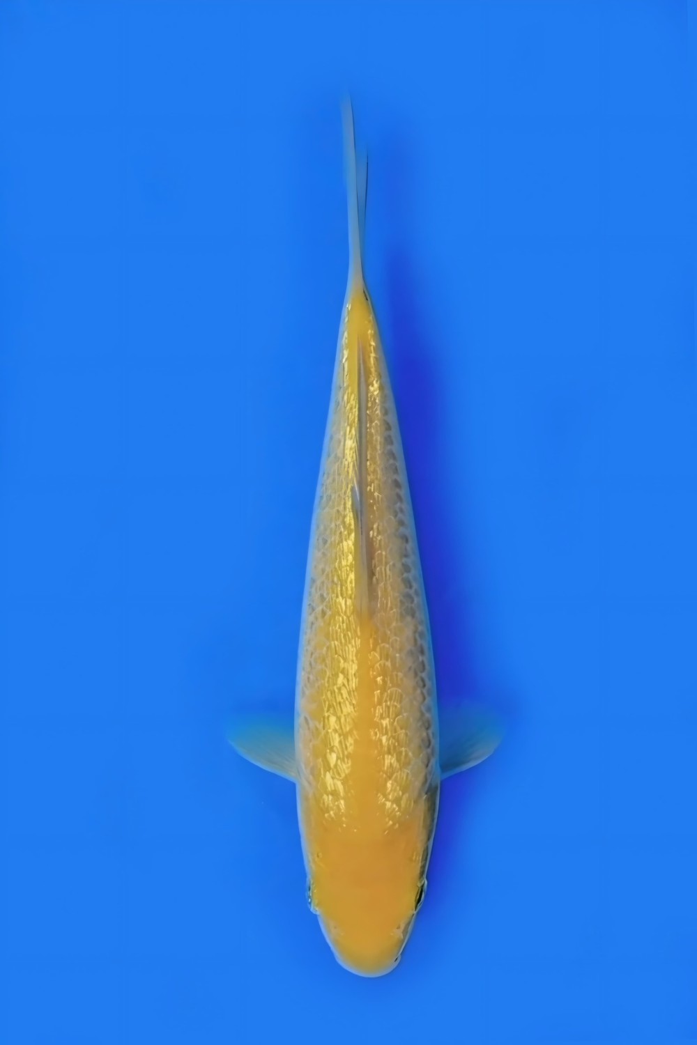 Juara 3