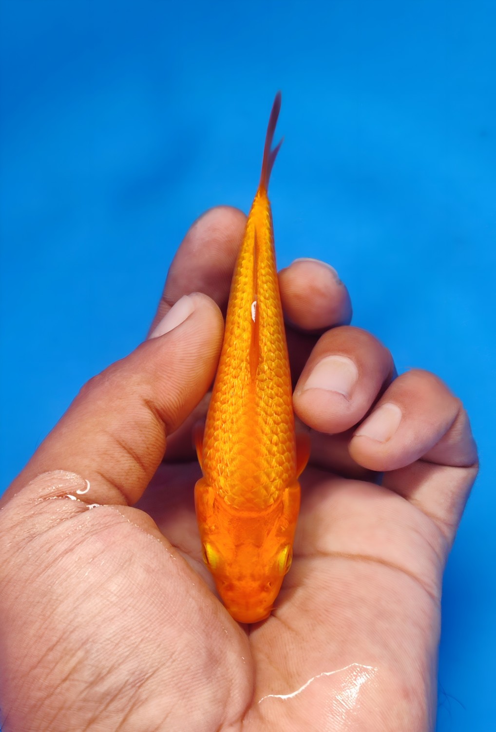 Best In Size E Up To 12 cm