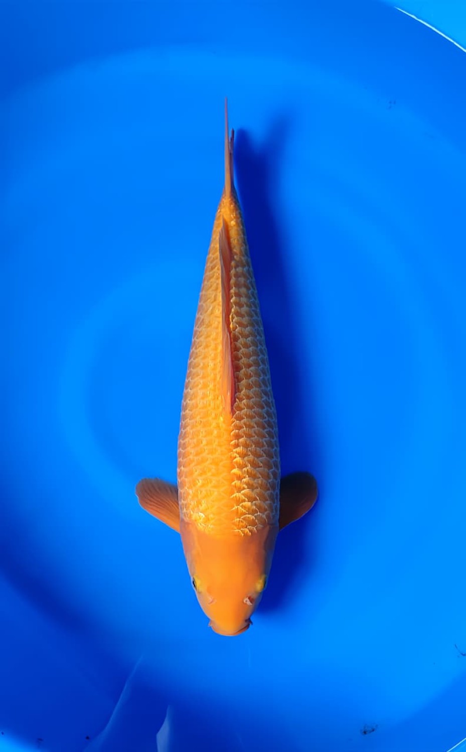 Juara 2