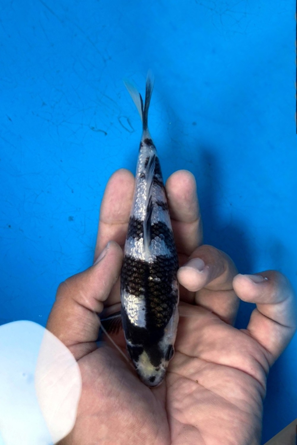 Juara 4