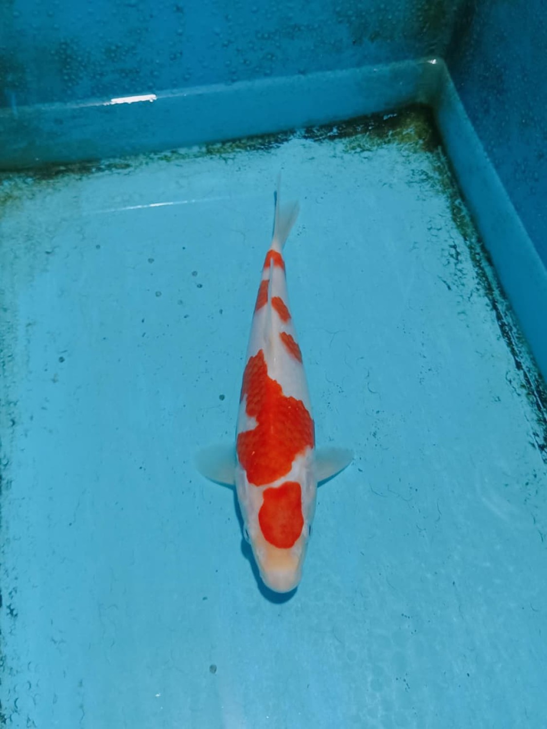 Juara 5