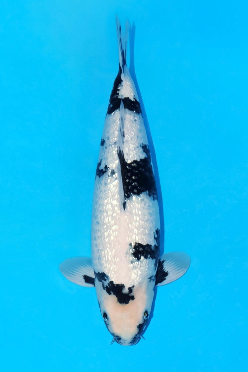 Juara 1