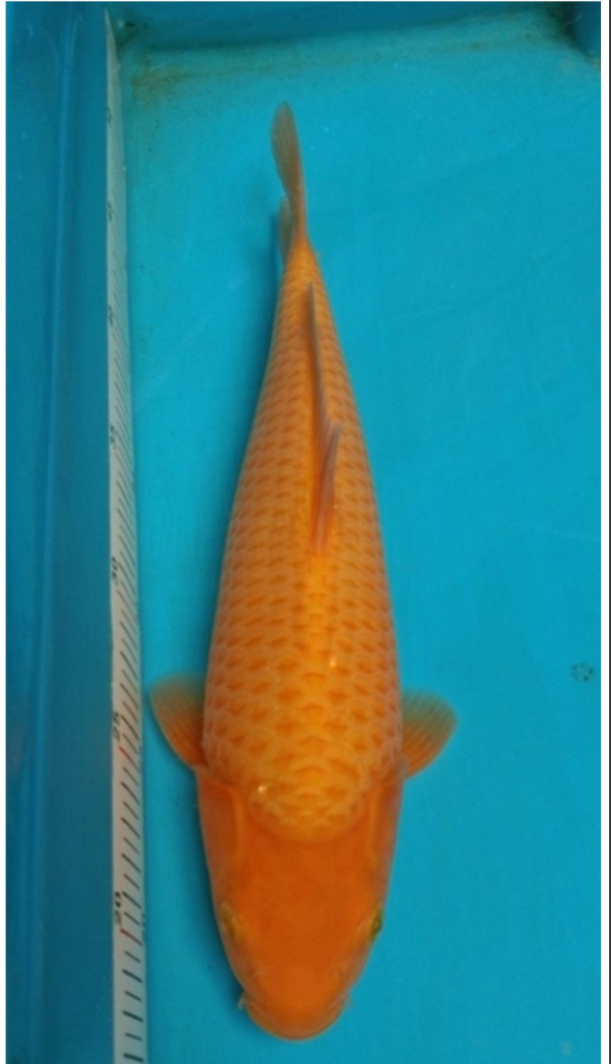 Juara 5