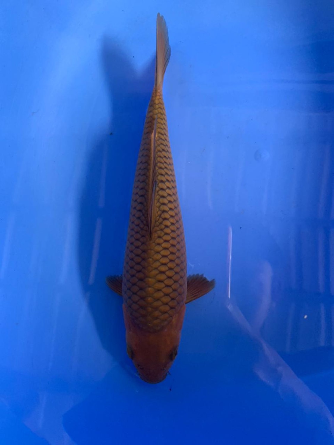 Juara 1