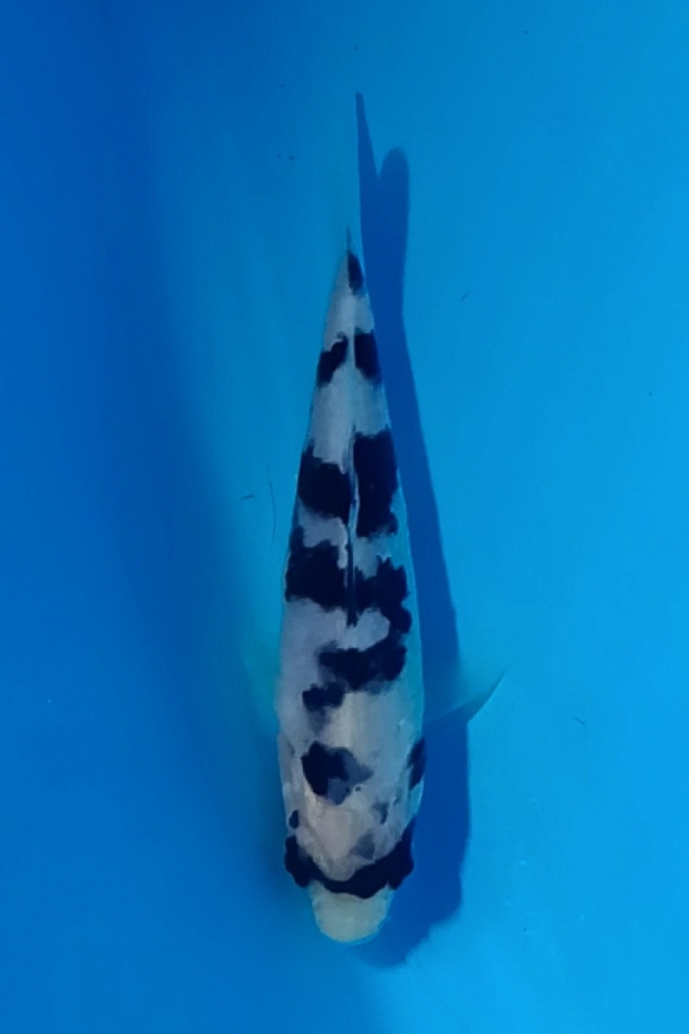 Juara 3