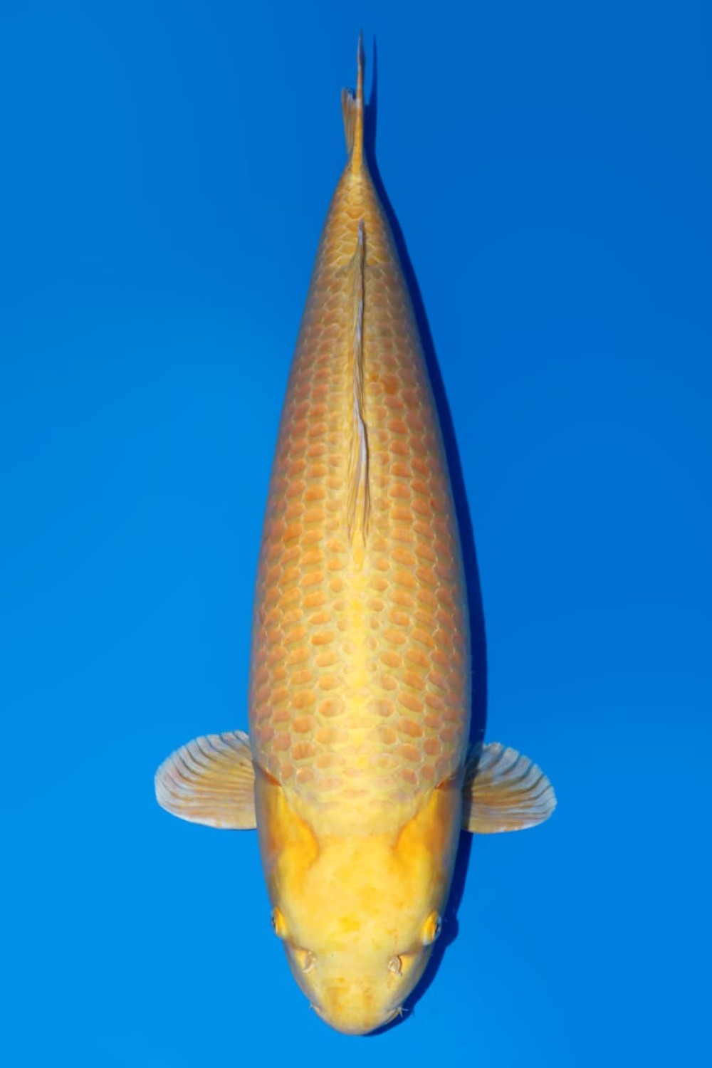 Juara 3