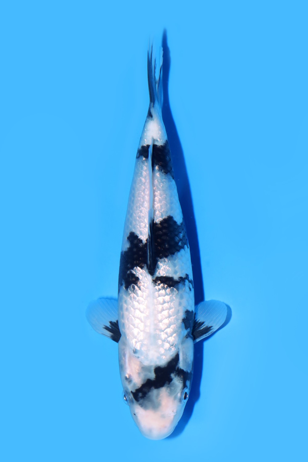 Juara 3