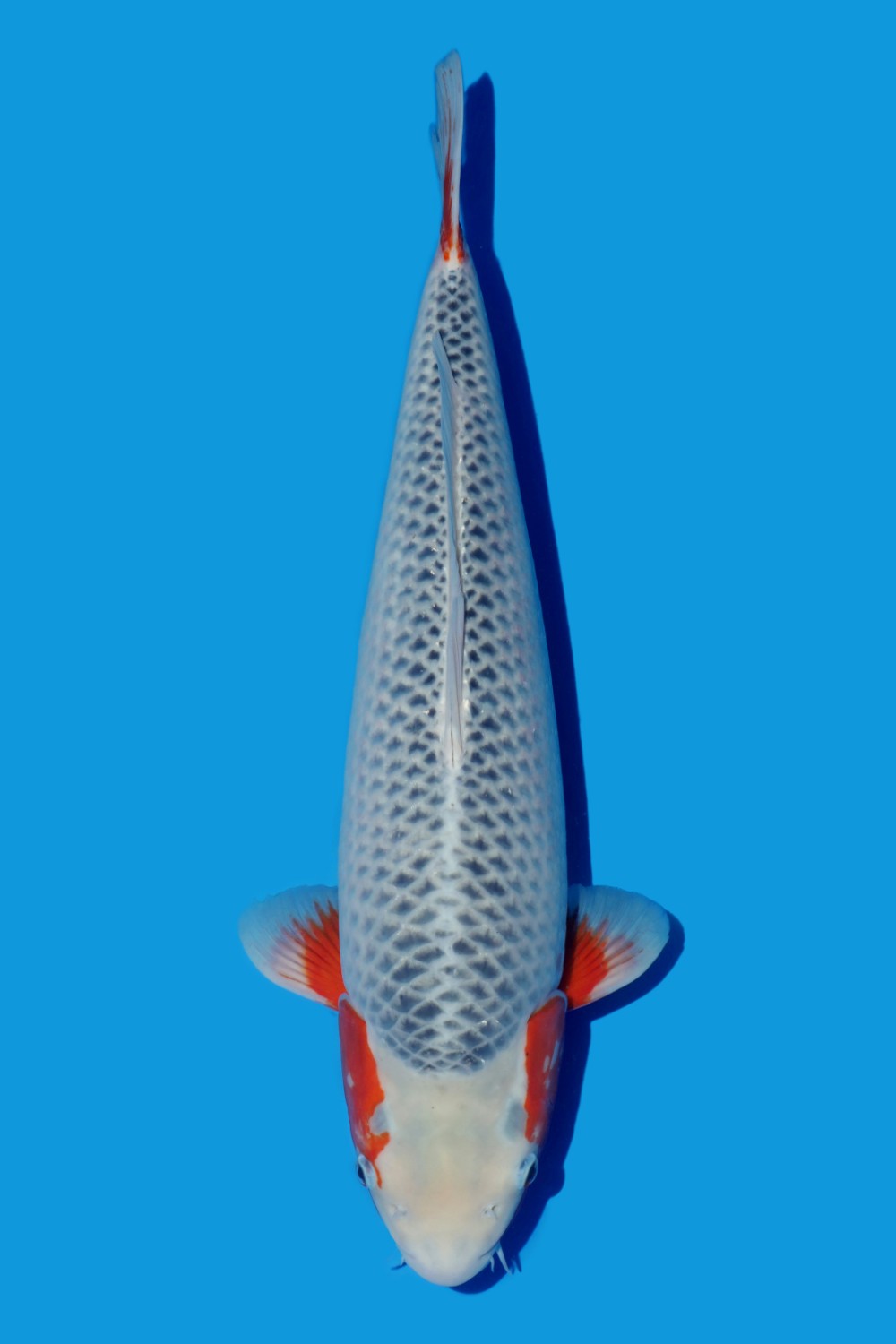Juara 1