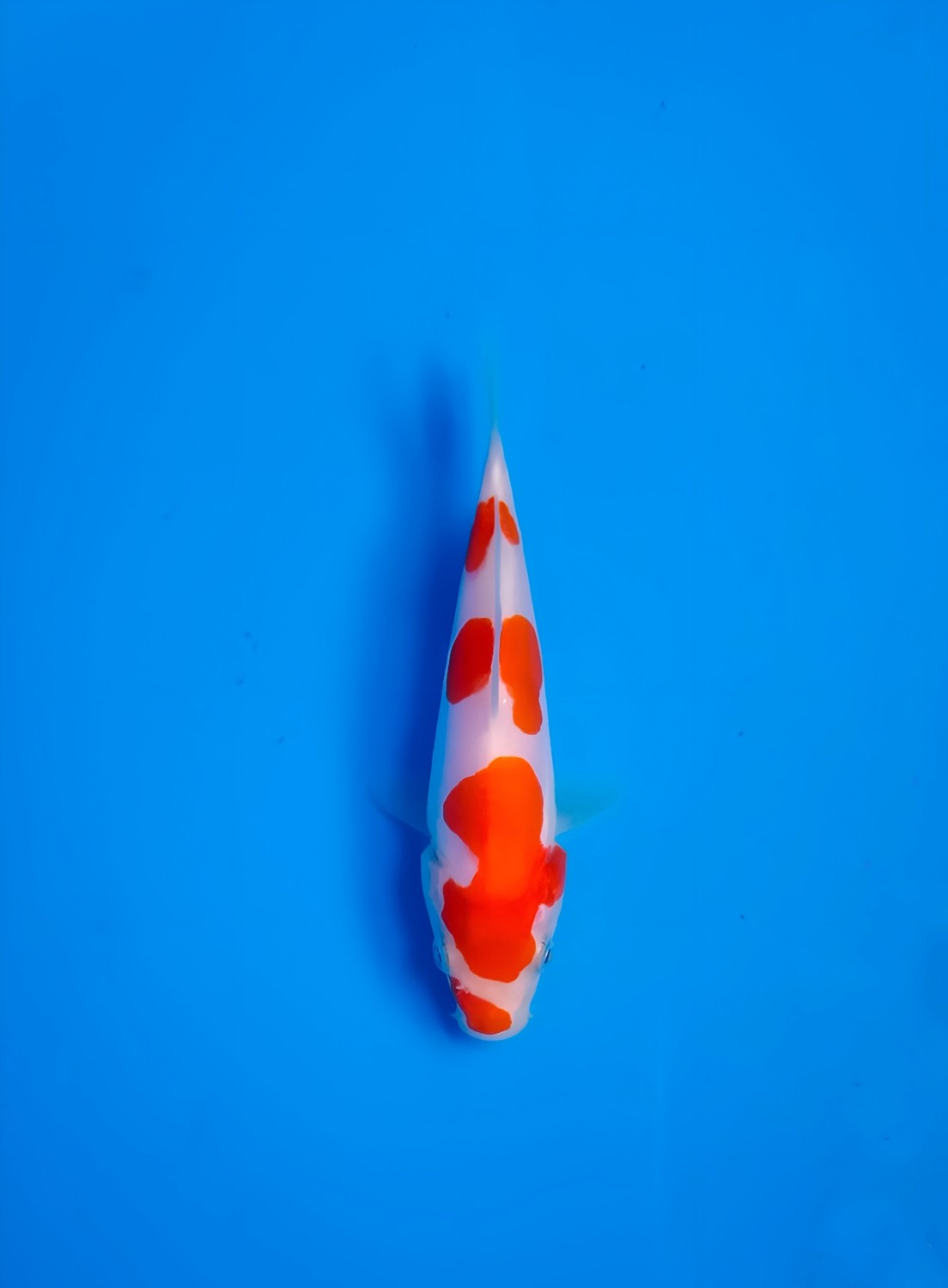 Juara 5