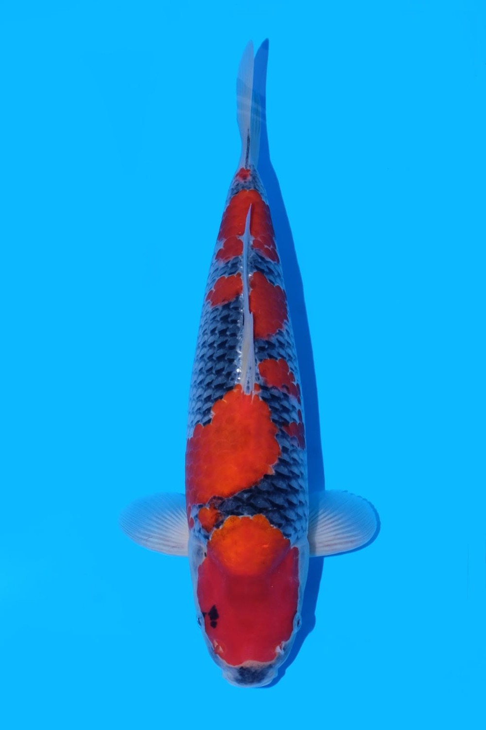 Juara 1