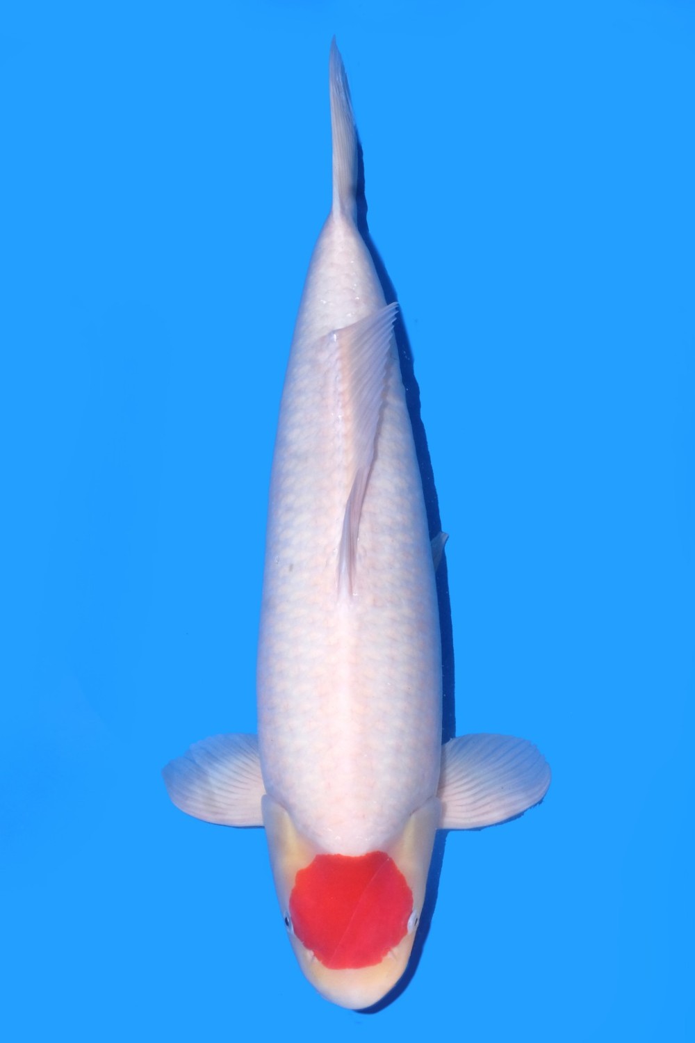 Juara 1