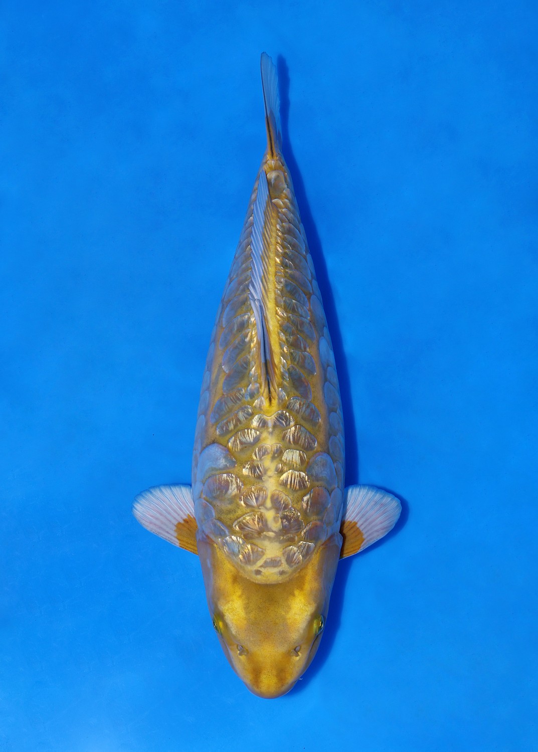 Juara 2