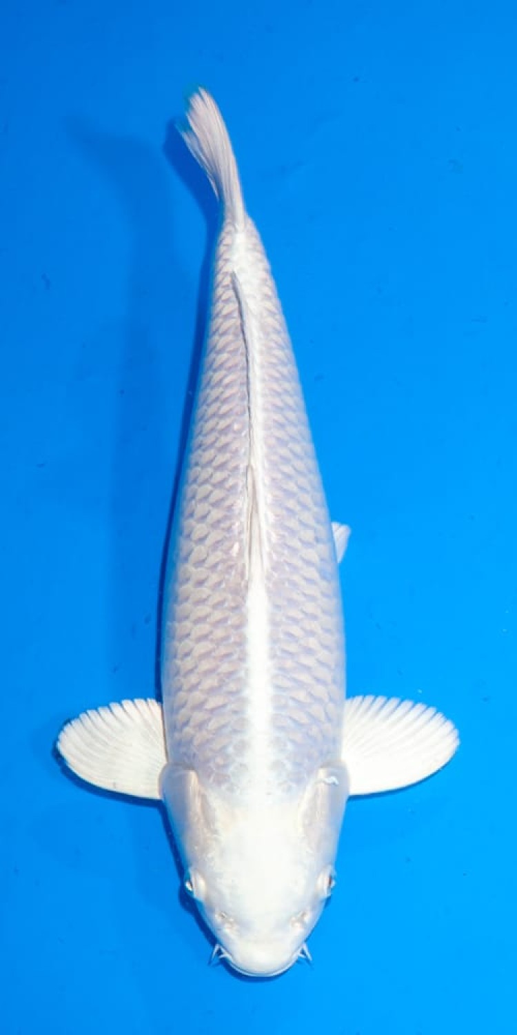 Juara 1