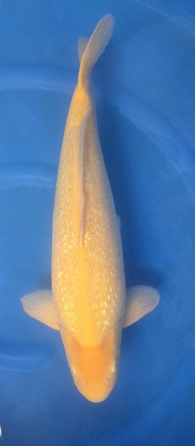 Best In Size E 51 - 55 cm