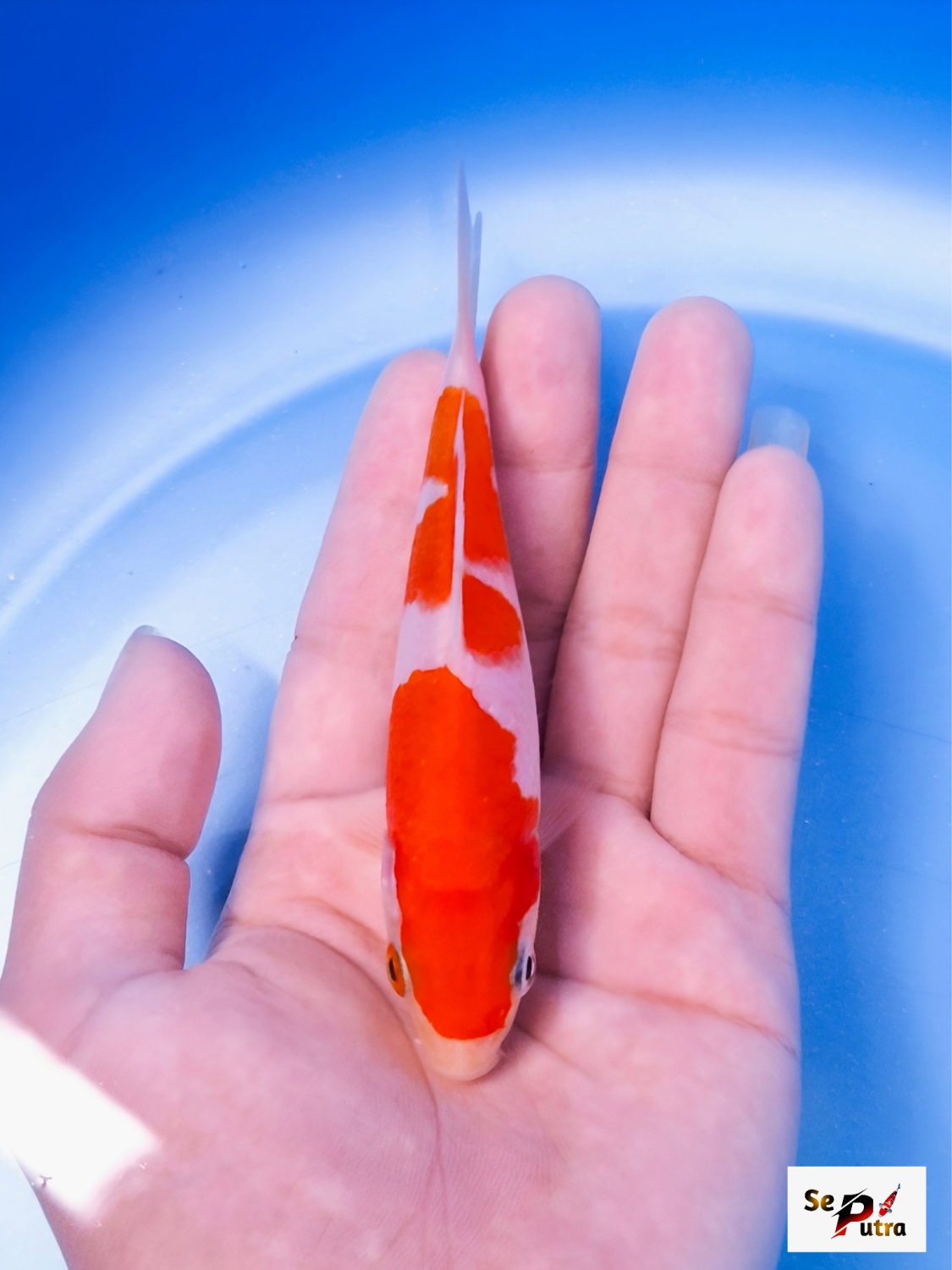 Best In Size A Up To 12 cm