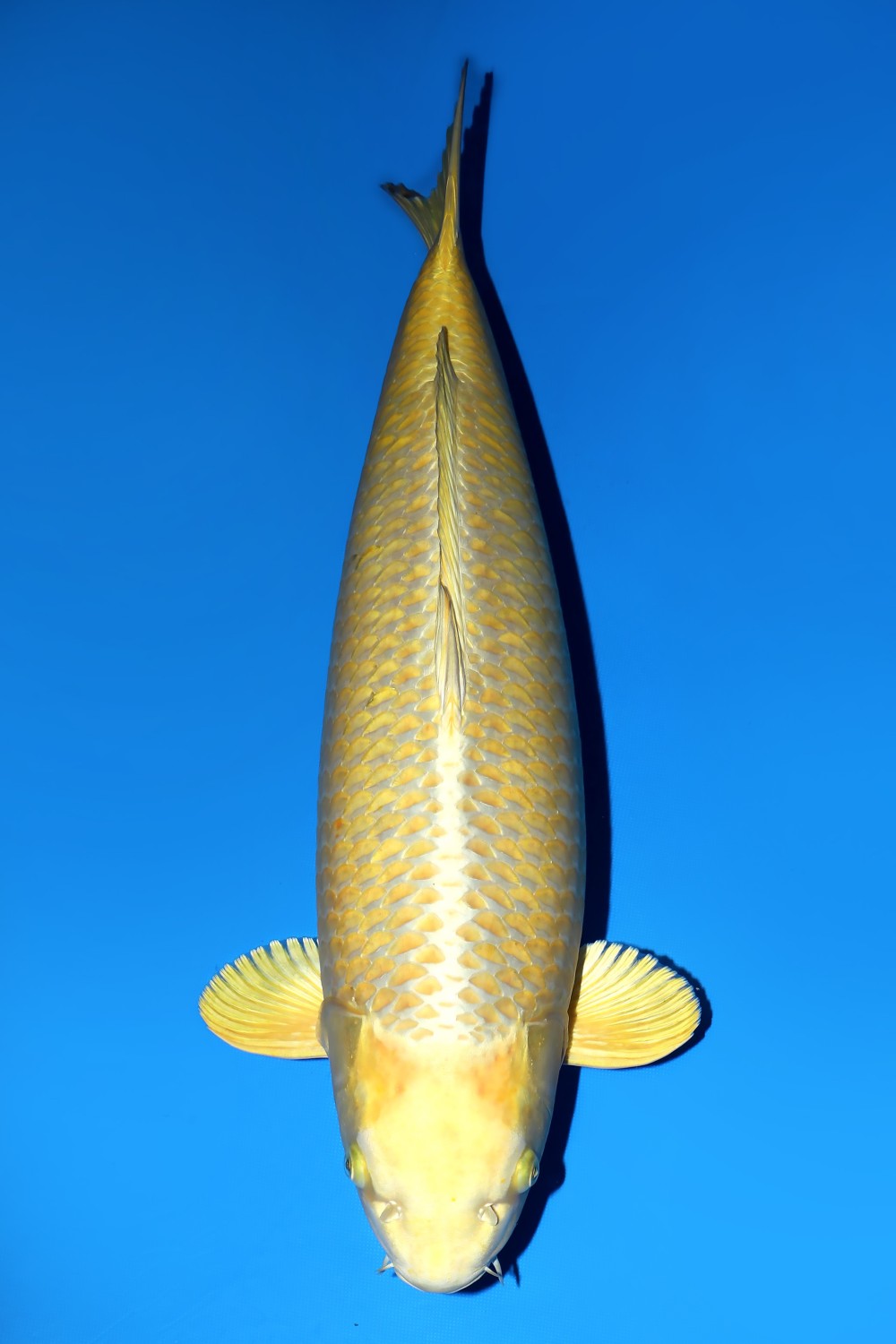 Best In Size E 61 - 65 cm