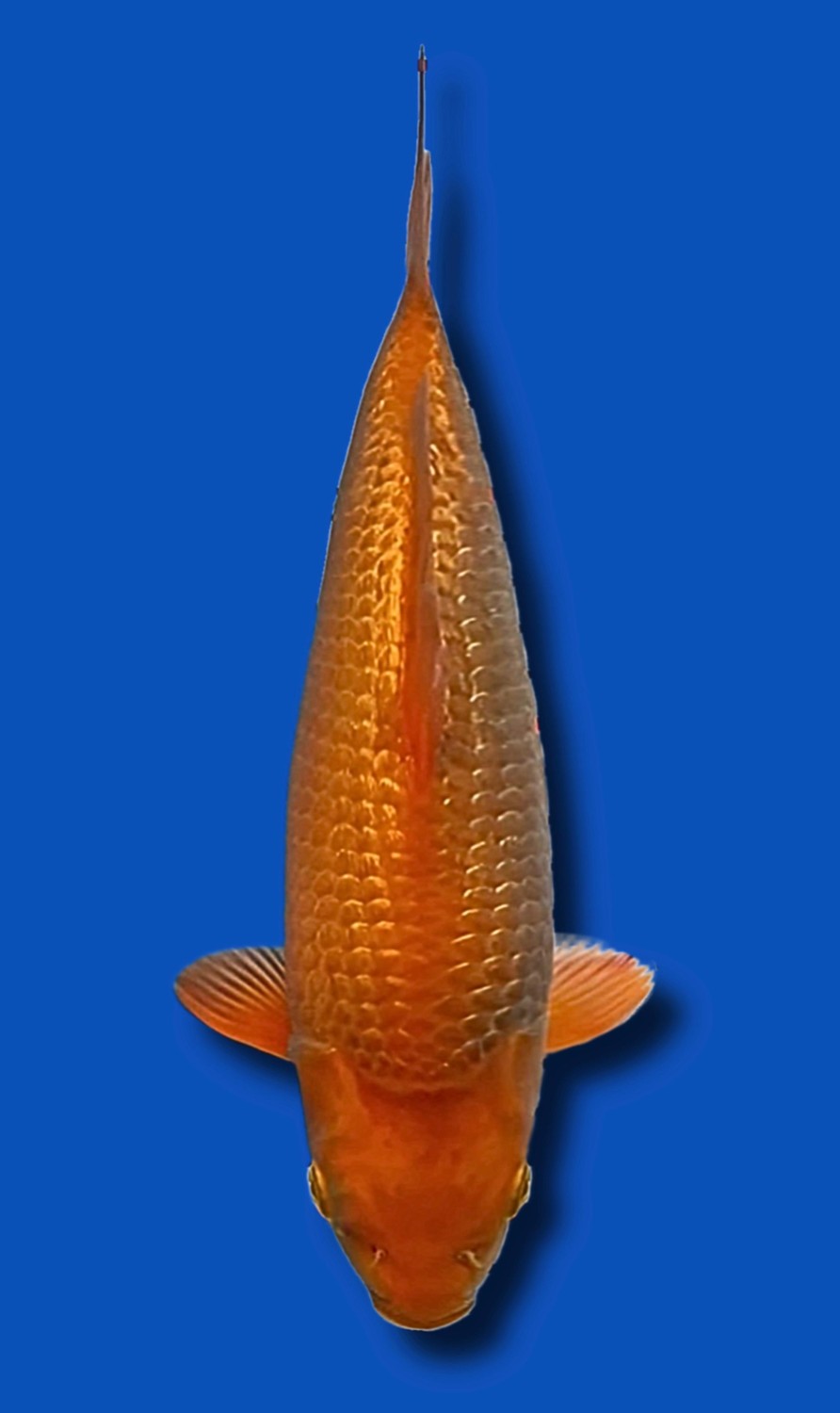 Juara 2