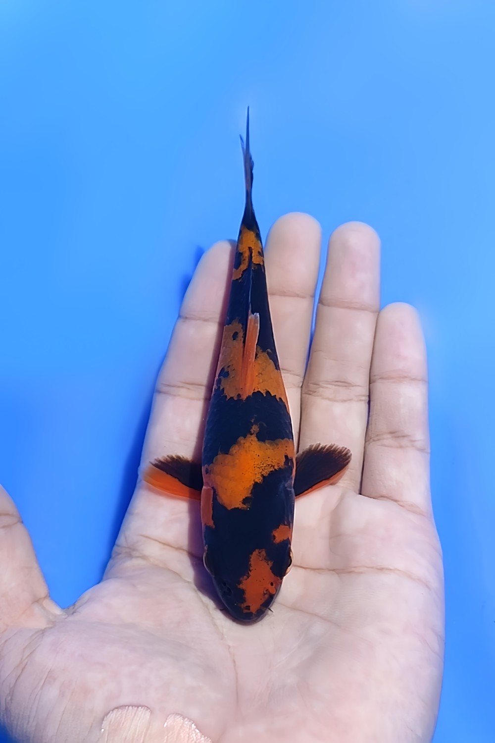 Juara 4