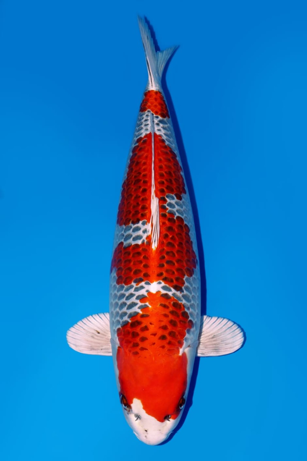 Juara 1