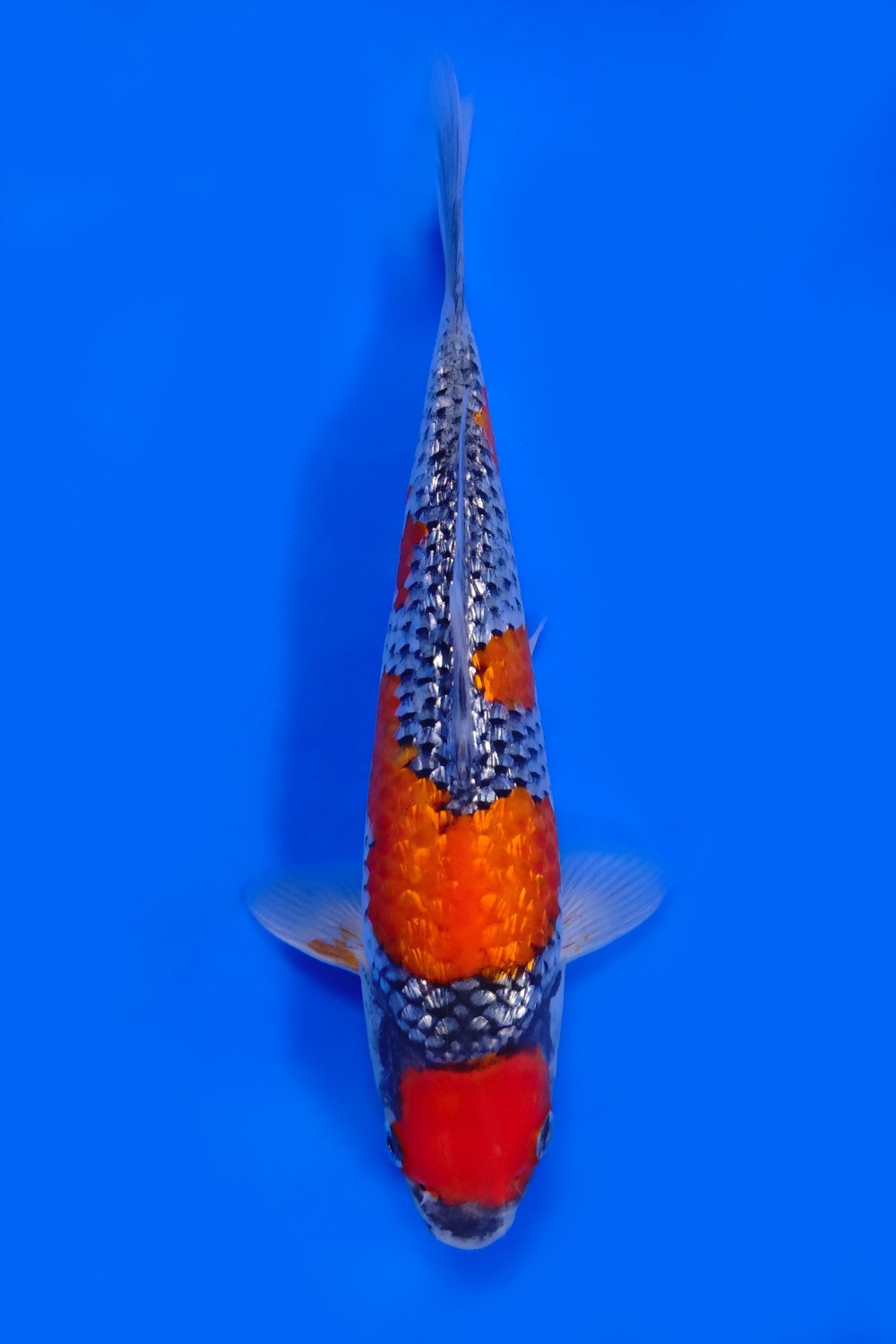Juara 1