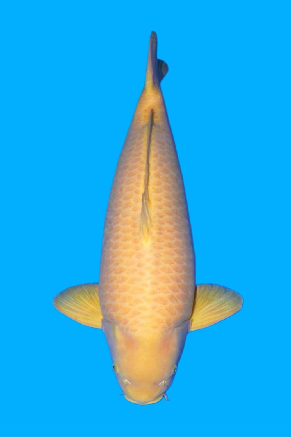 Juara 1