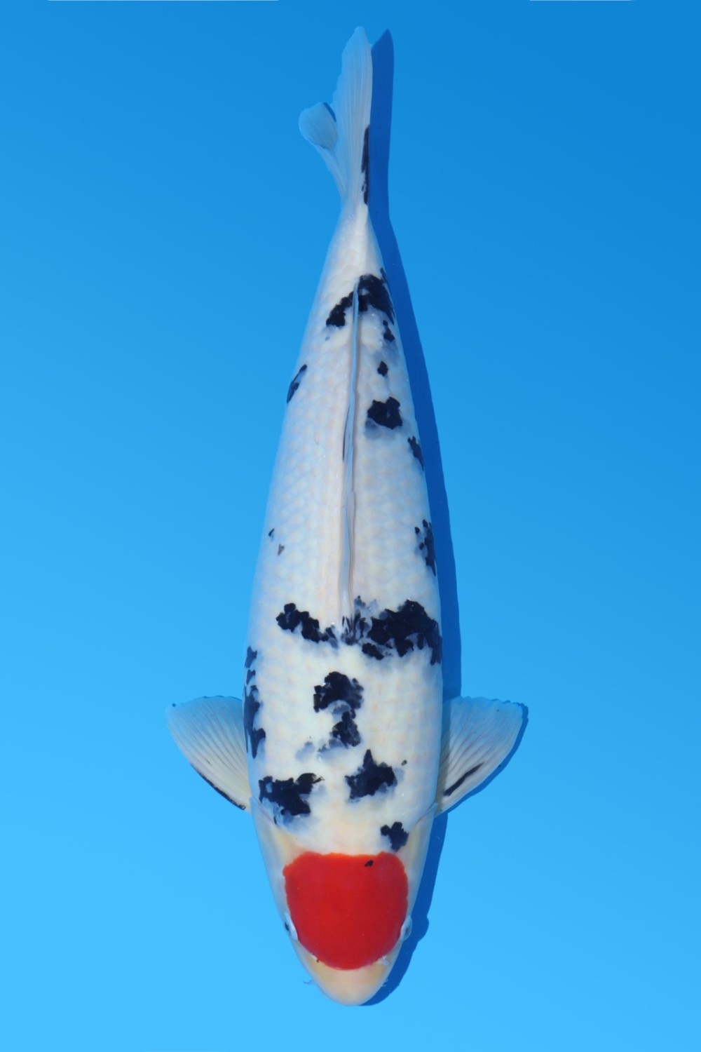 Juara 2