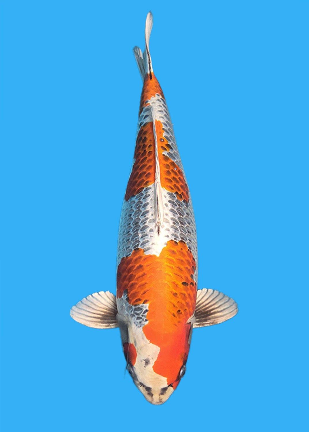 Juara 2