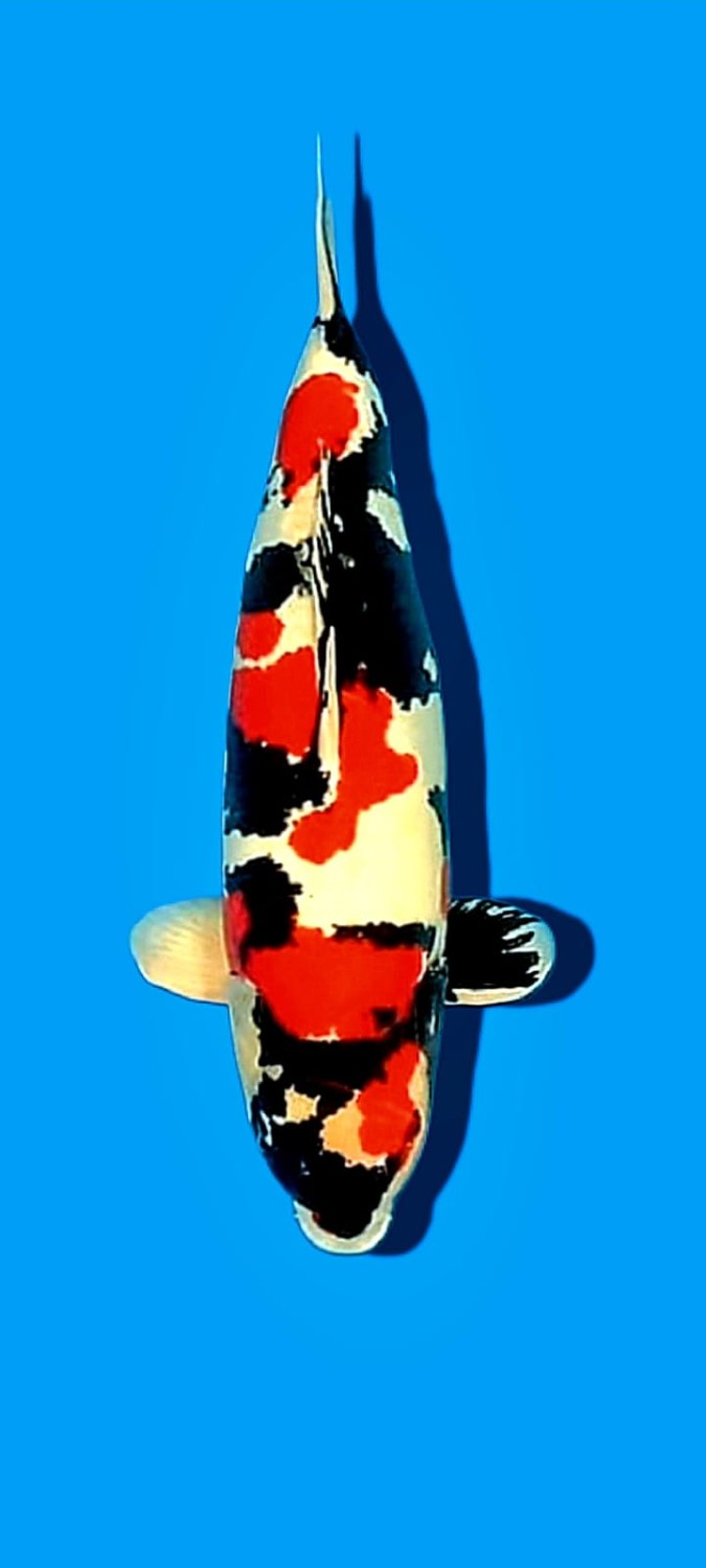 Juara 2