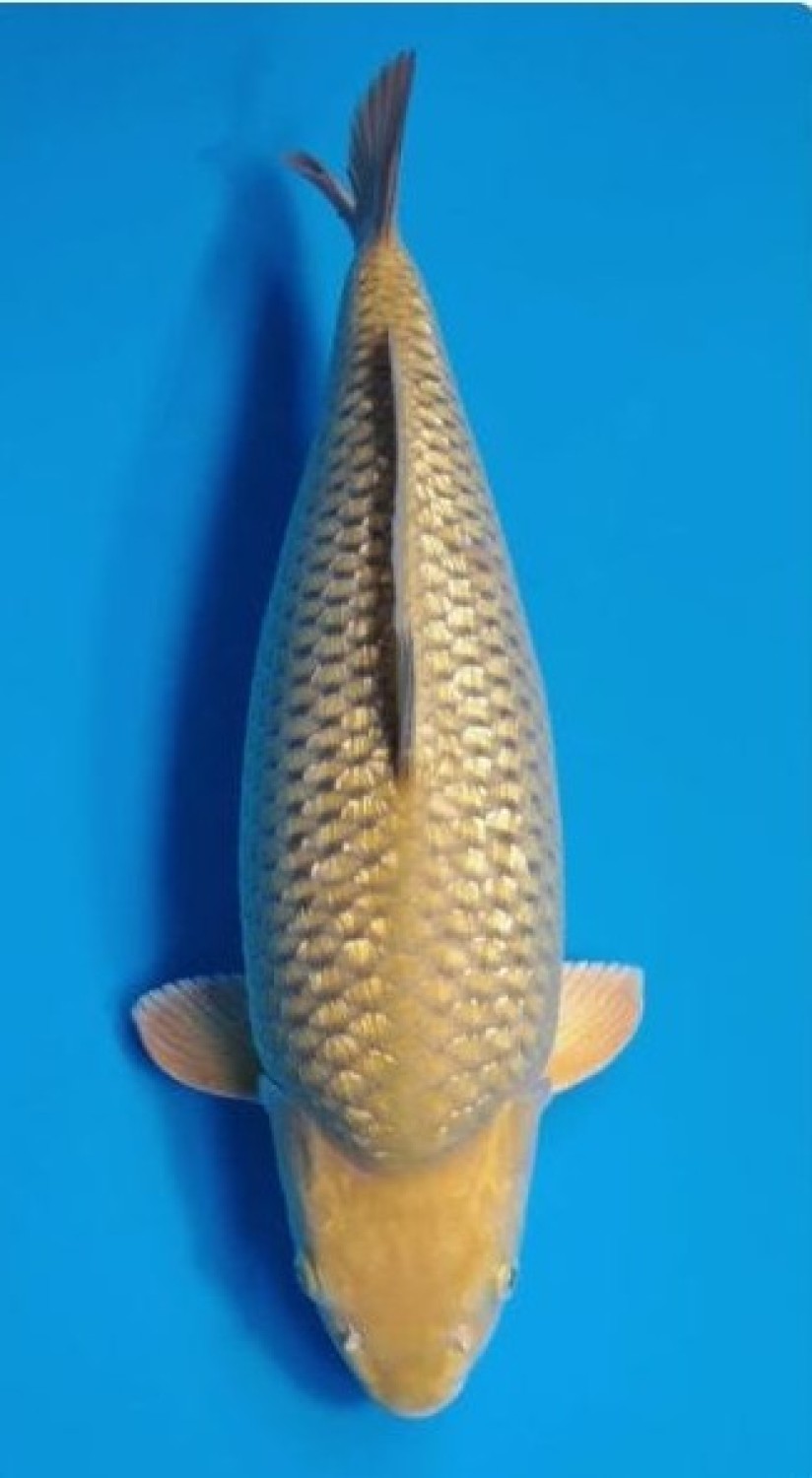 Juara 5