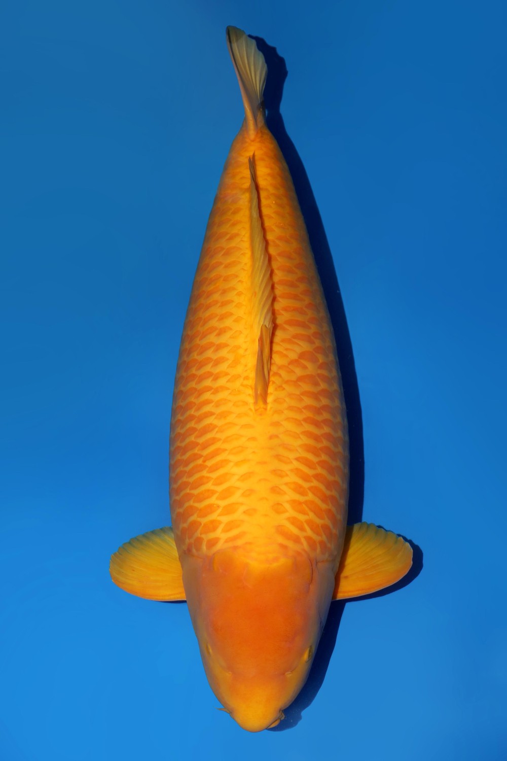 Juara 1