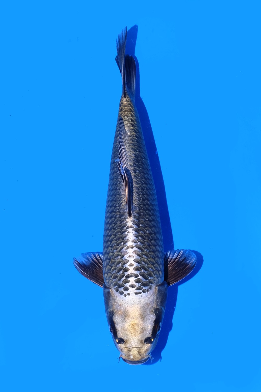 Juara 3