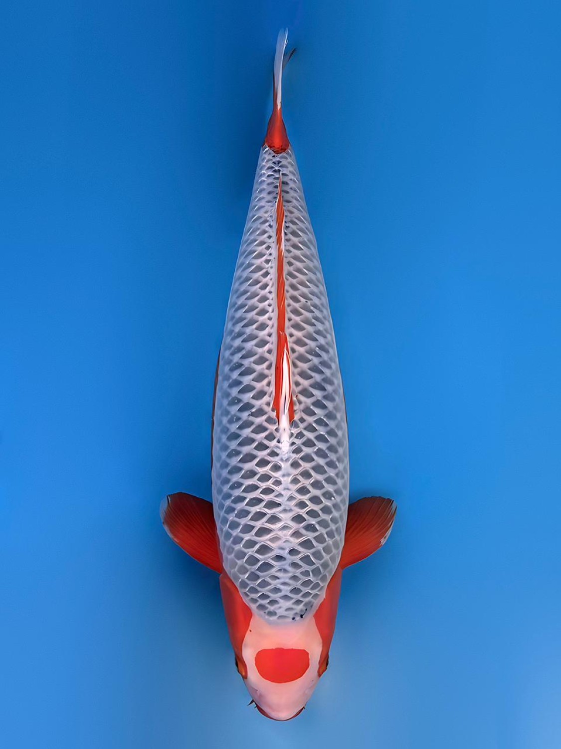 Juara 1