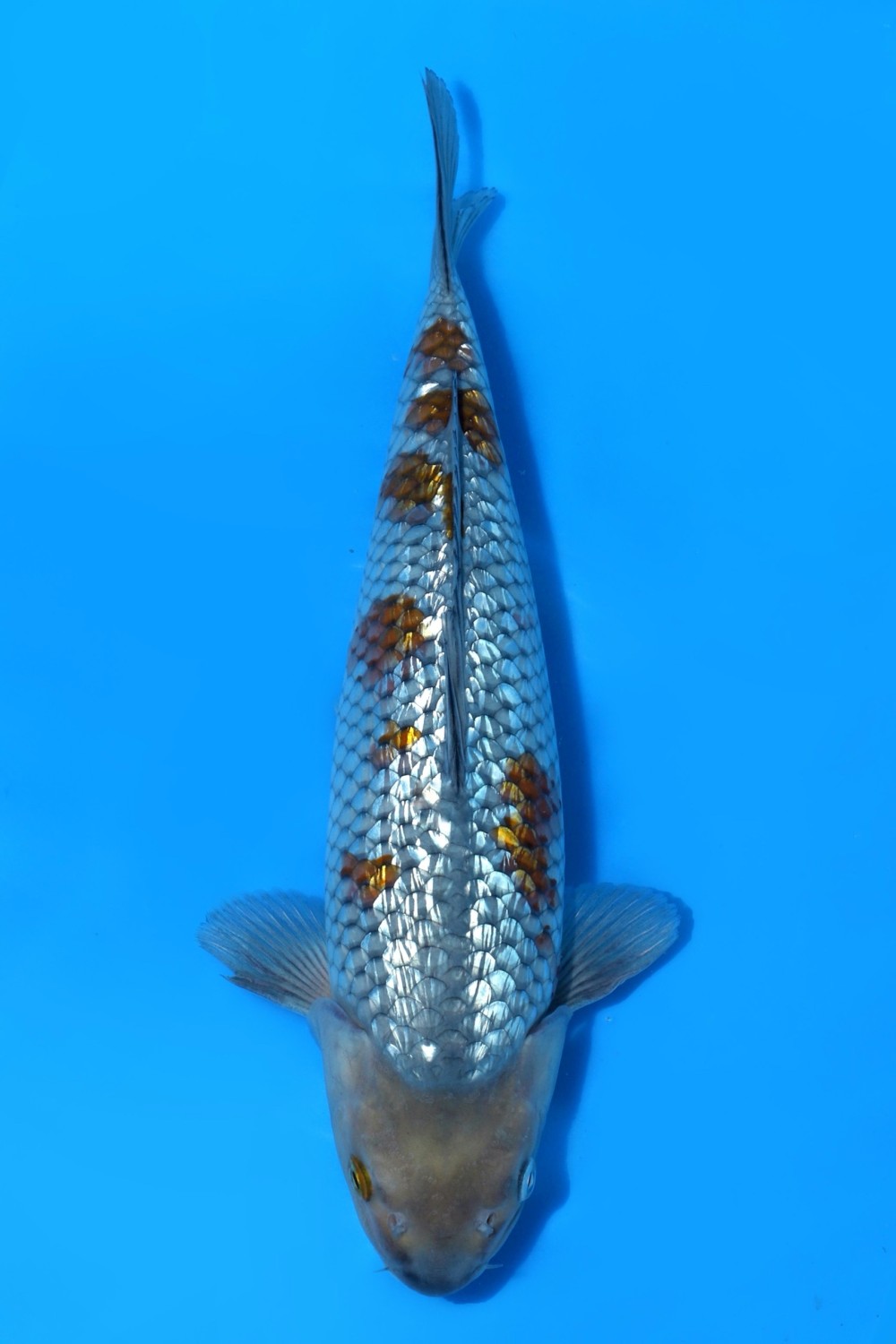 Juara 3