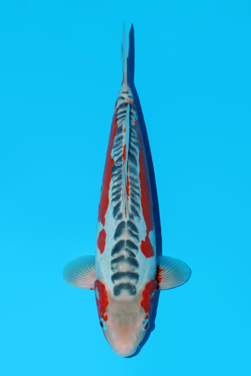 Juara 5